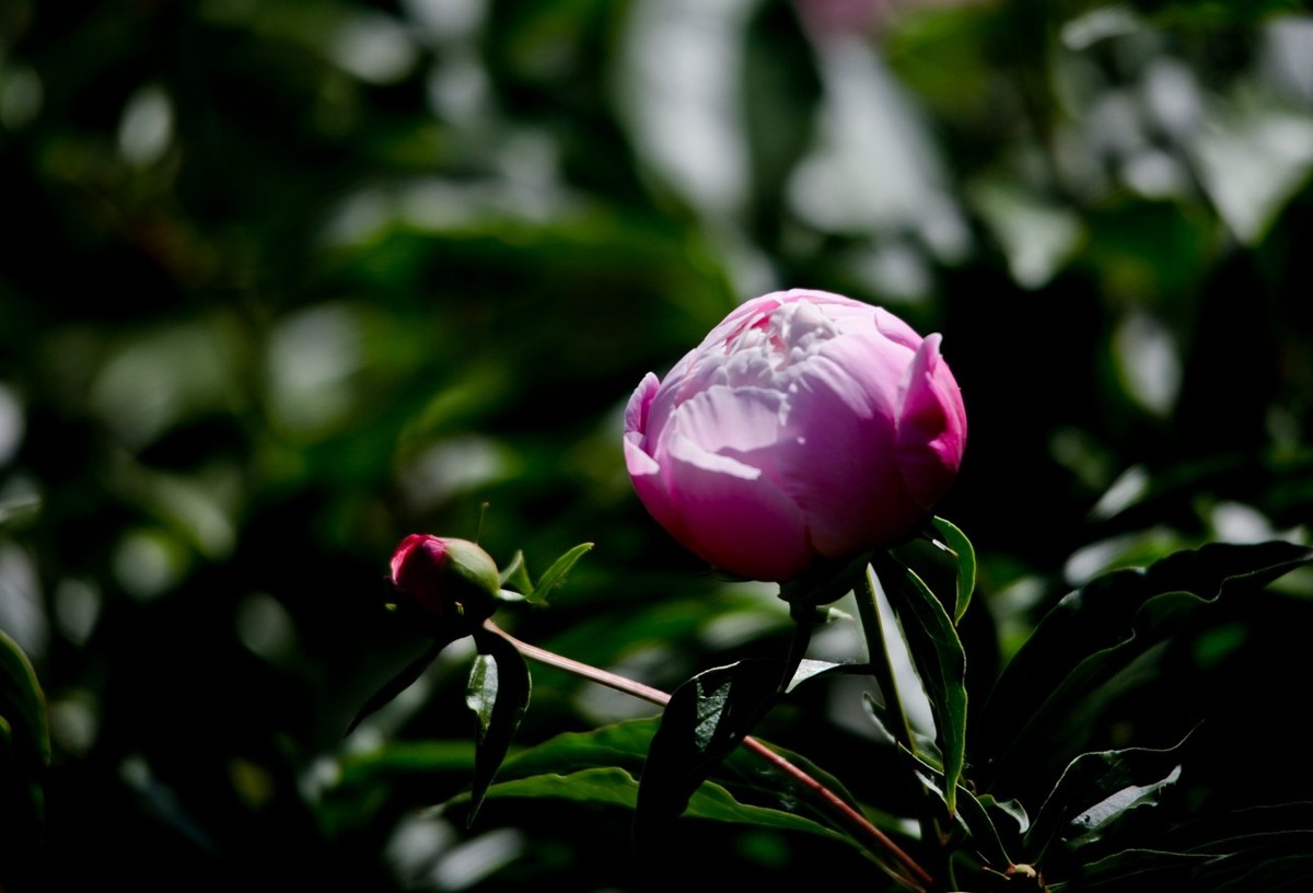 随拍——芍药花