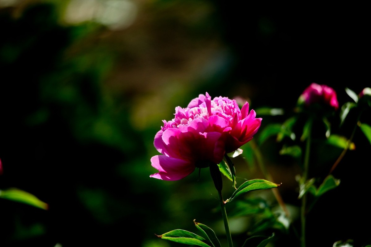 随拍——芍药花