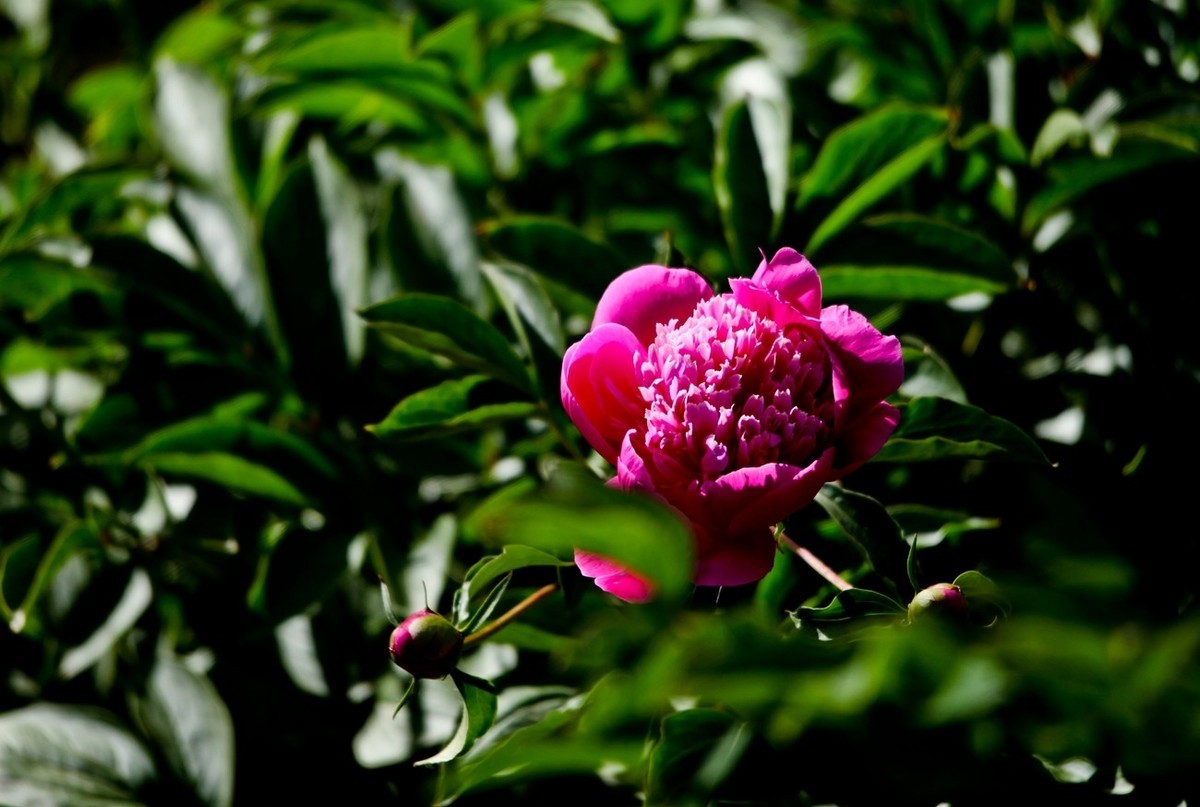 随拍——芍药花