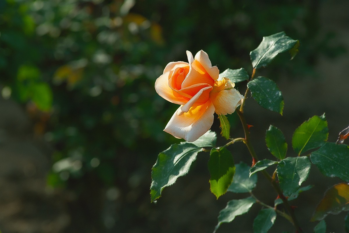 天坛公园的月季花