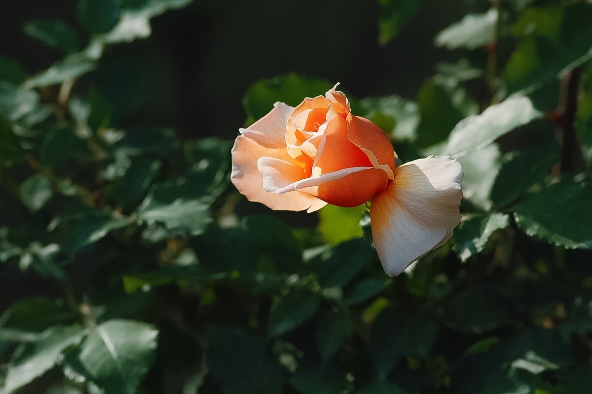 天坛公园的月季花