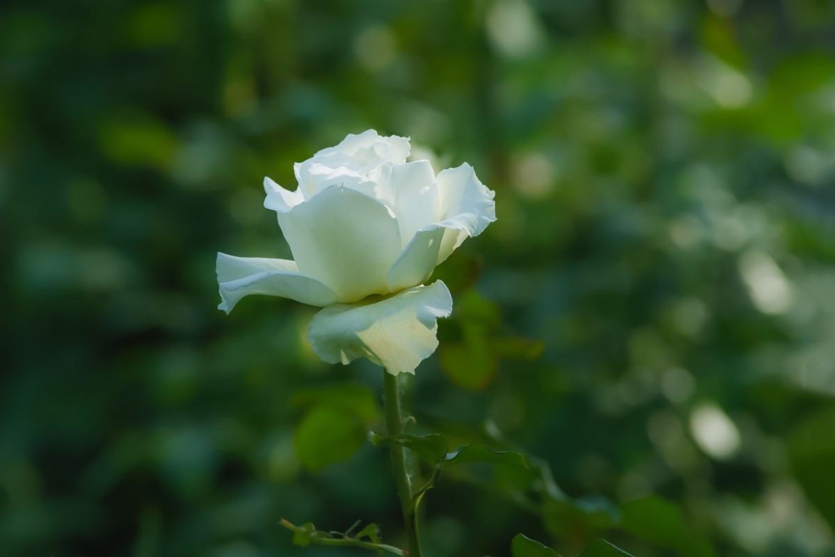 天坛公园的月季花