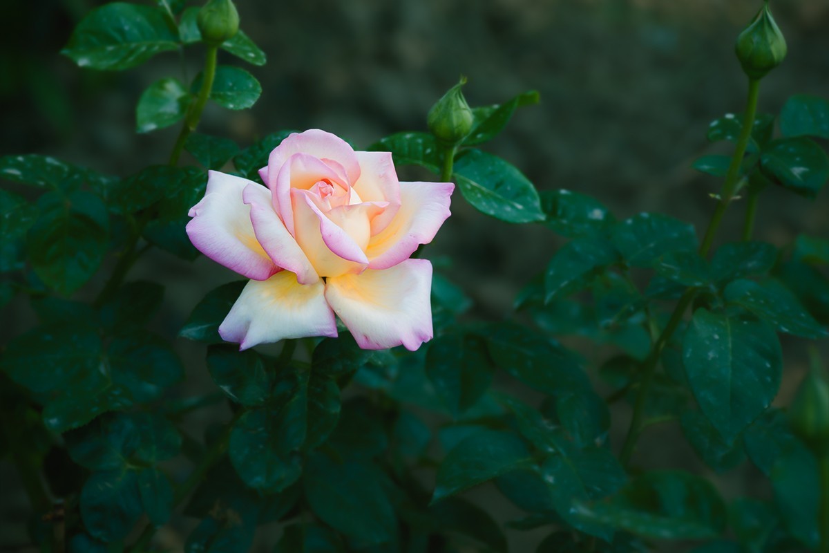 天坛公园的月季花