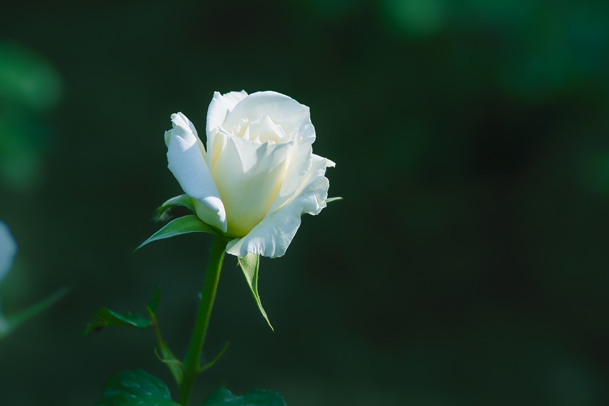 天坛公园的月季花