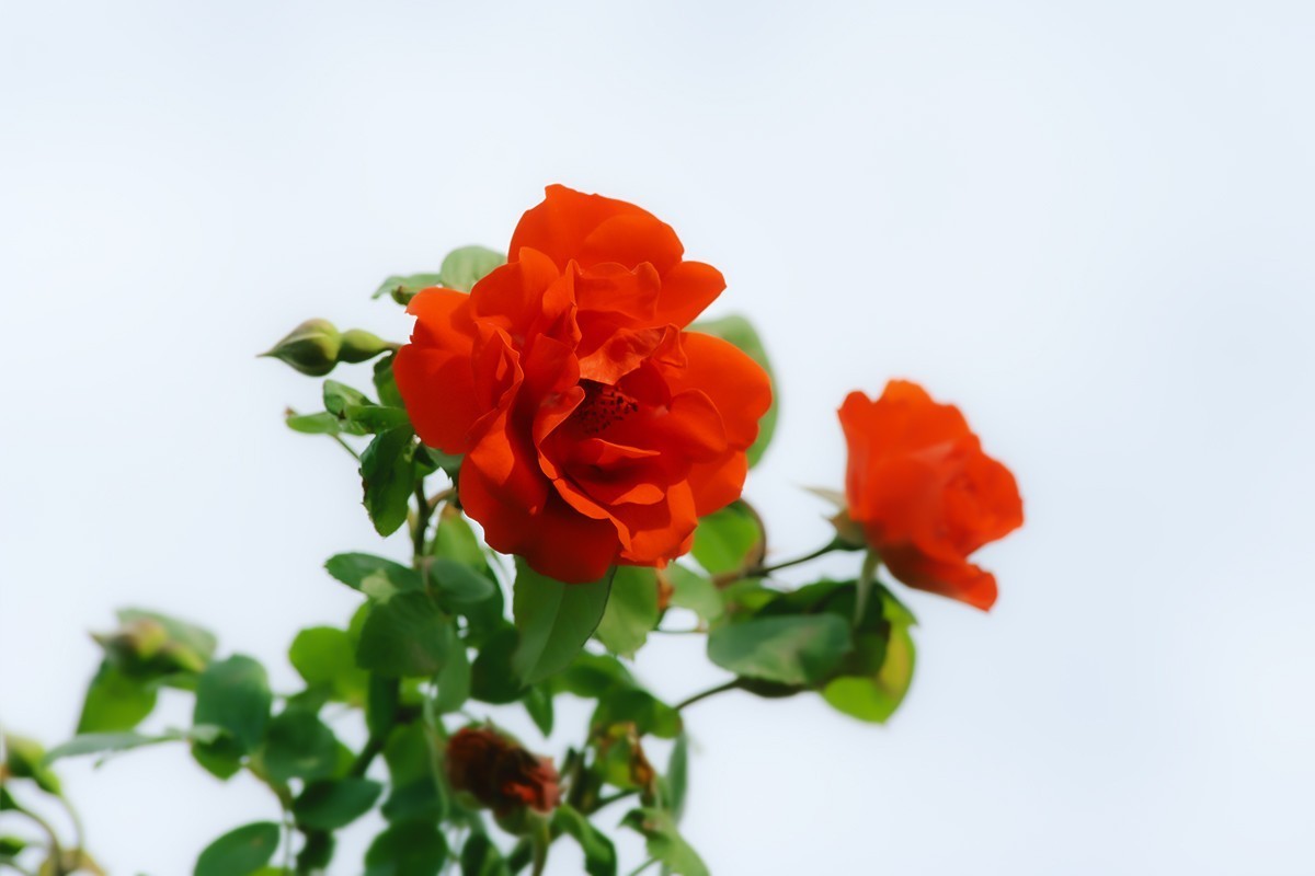 天坛公园的月季花
