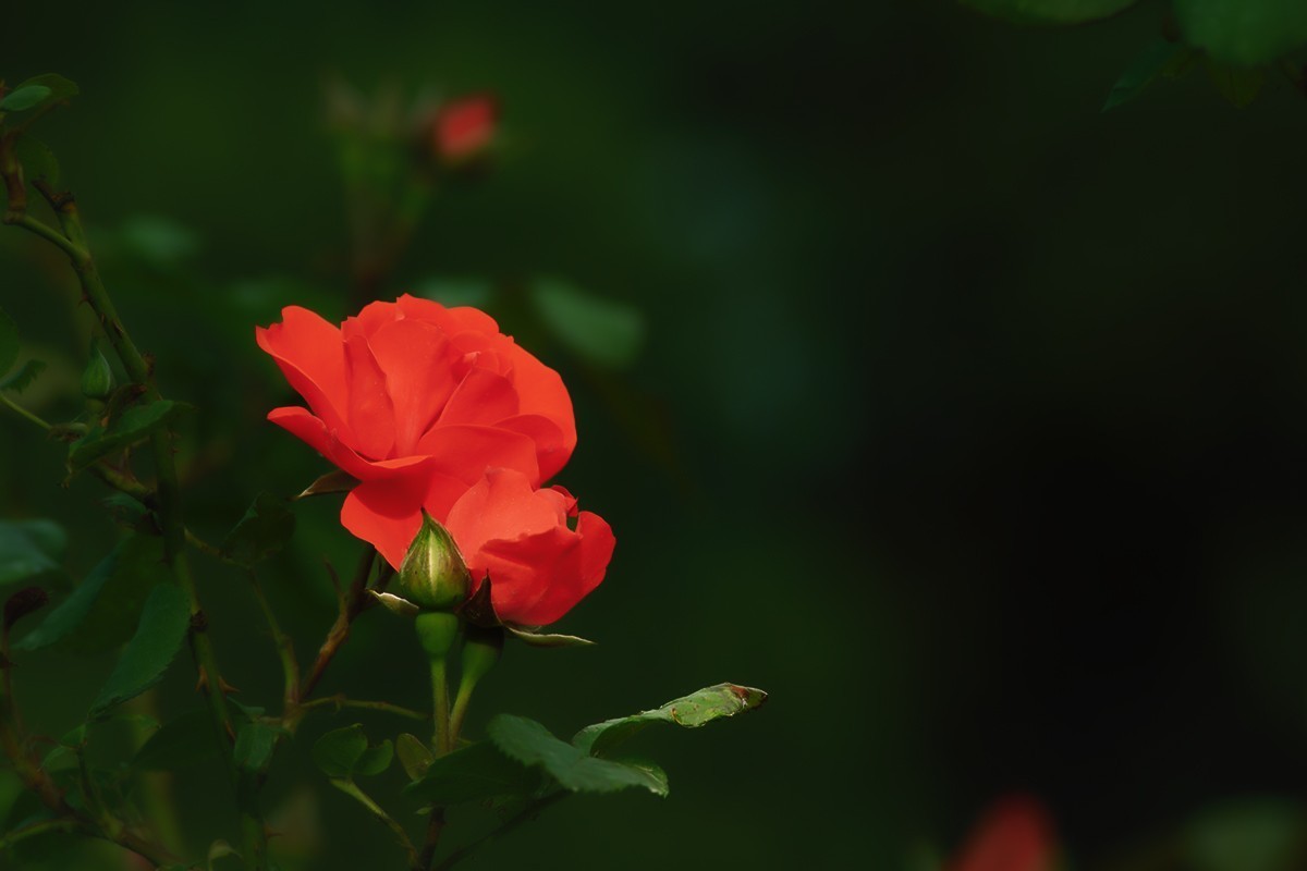 天坛公园的月季花
