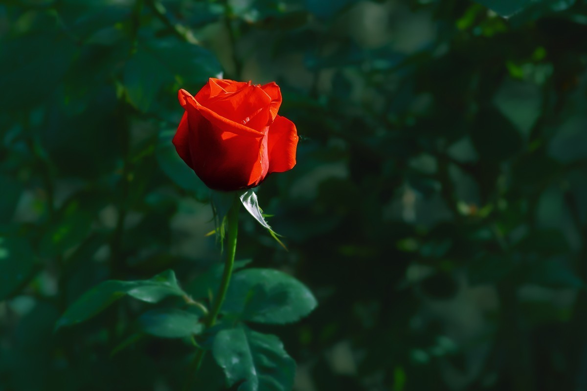 天坛公园的月季花