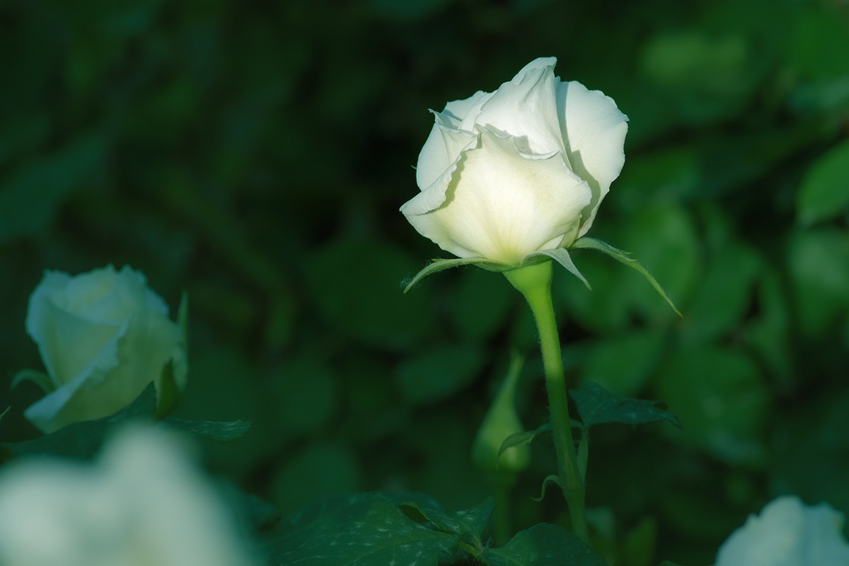 天坛公园的月季花