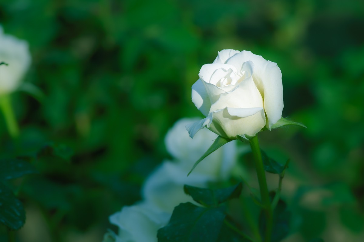 天坛公园的月季花