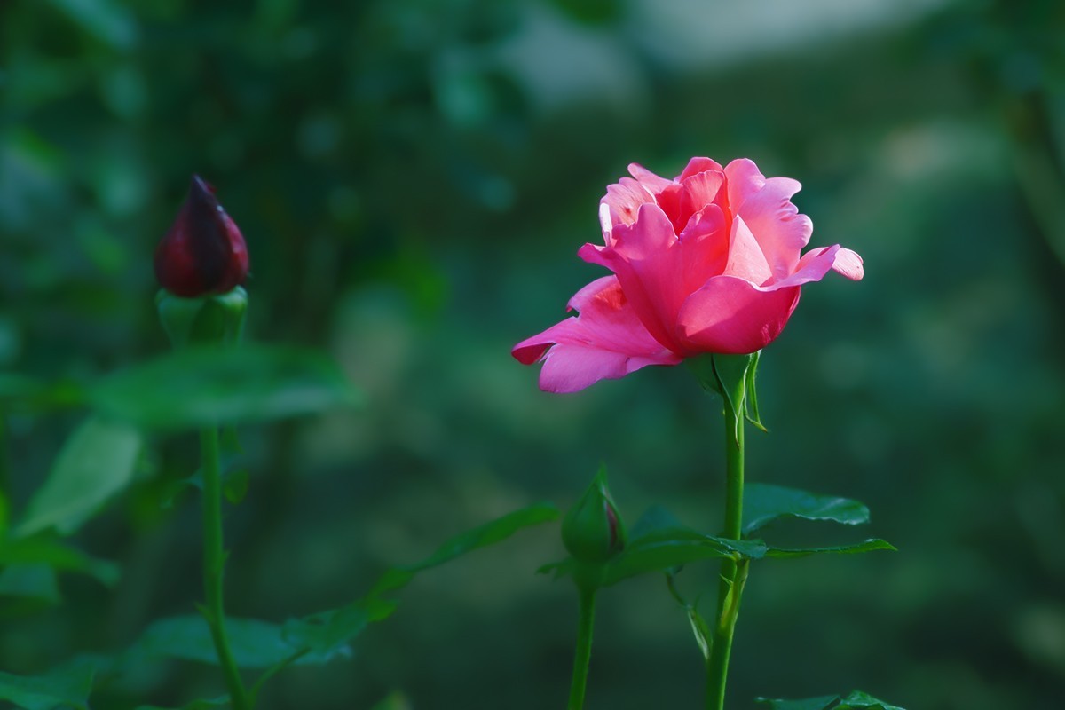 天坛公园的月季花