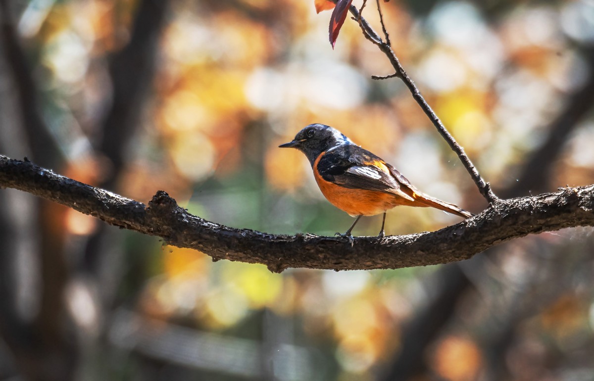 北红尾鸲（三十三）