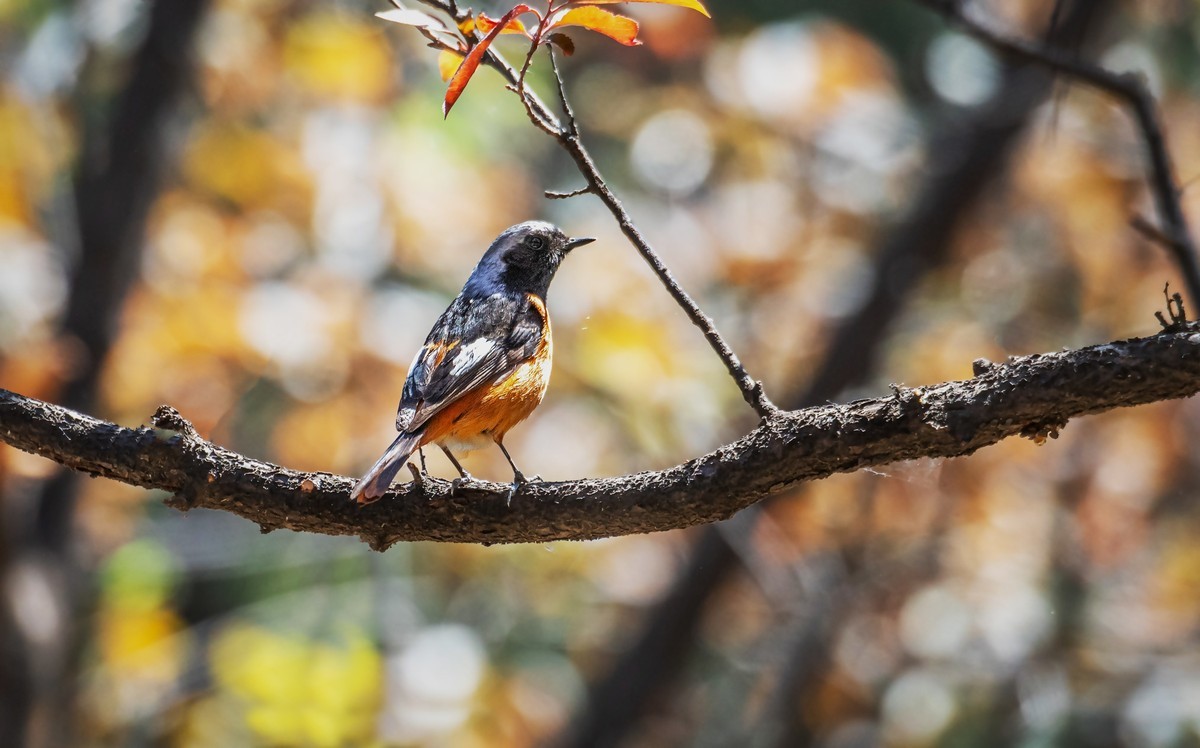 北红尾鸲（三十三）