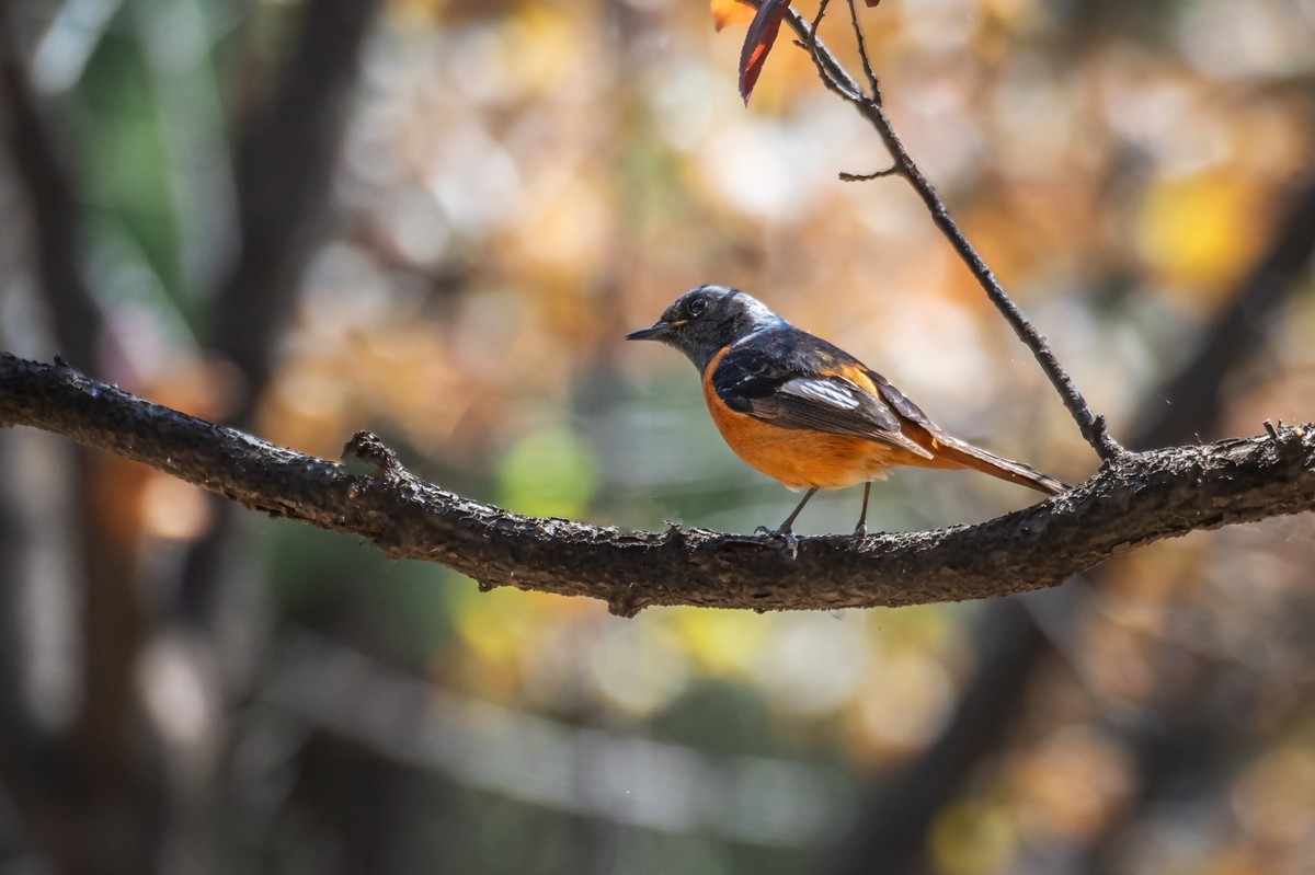 北红尾鸲（三十三）