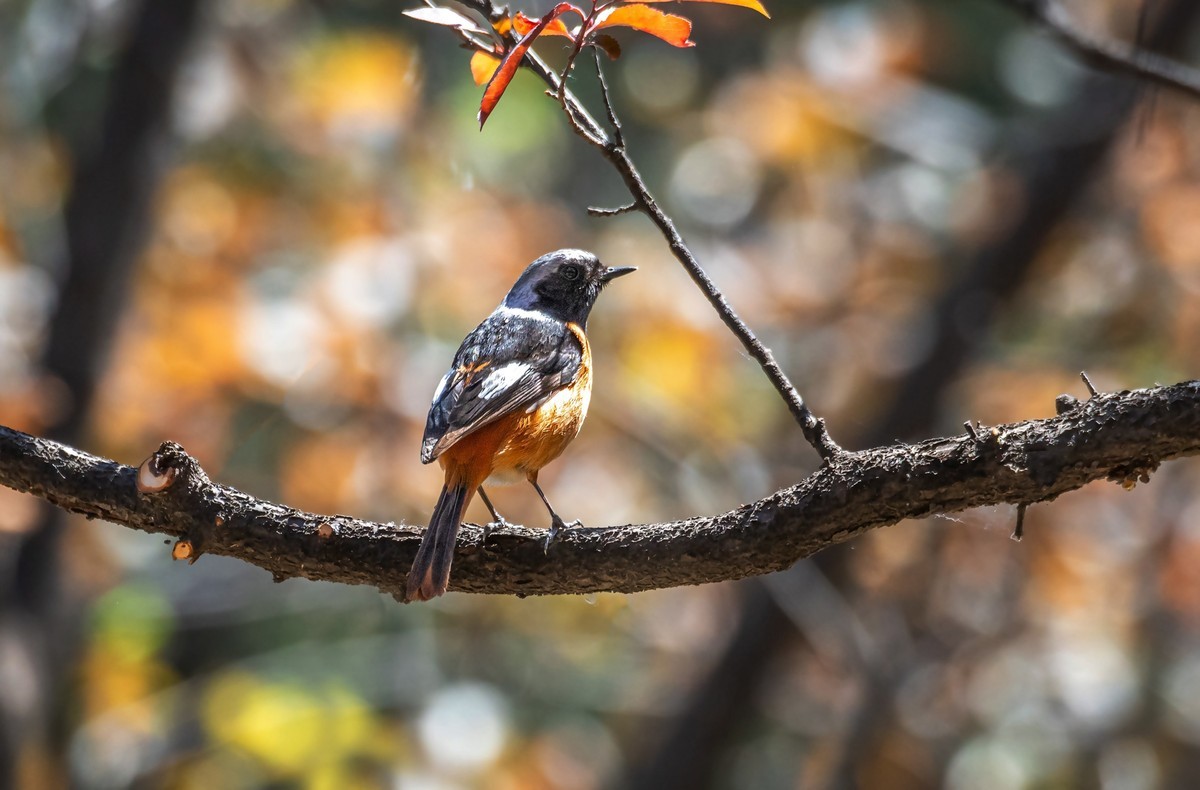 北红尾鸲（三十三）