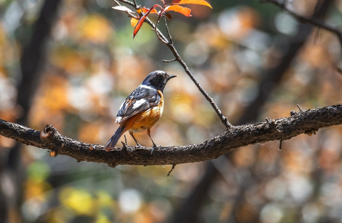 北红尾鸲（三十三）