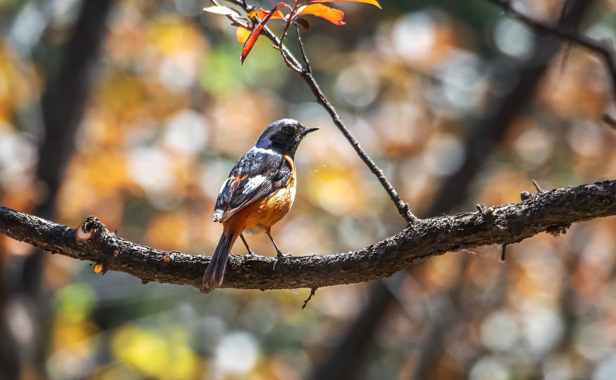 北红尾鸲（三十三）