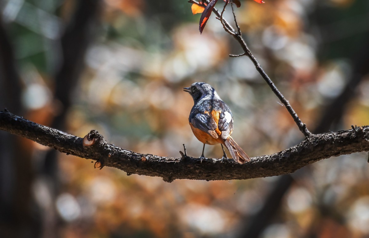 北红尾鸲（三十三）