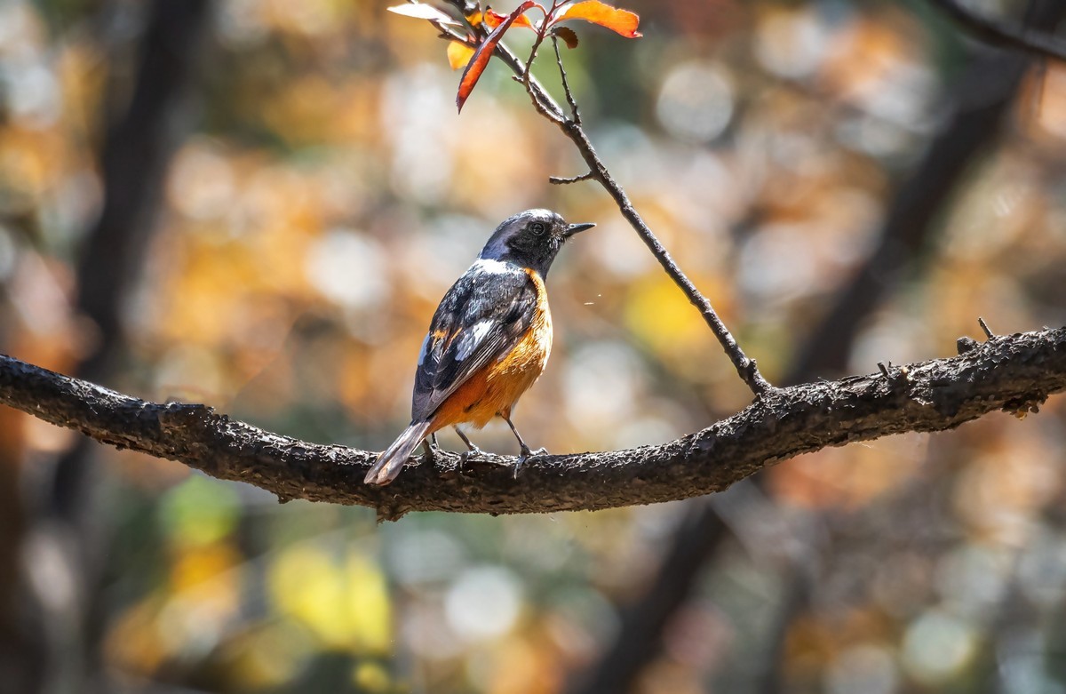 北红尾鸲（三十三）