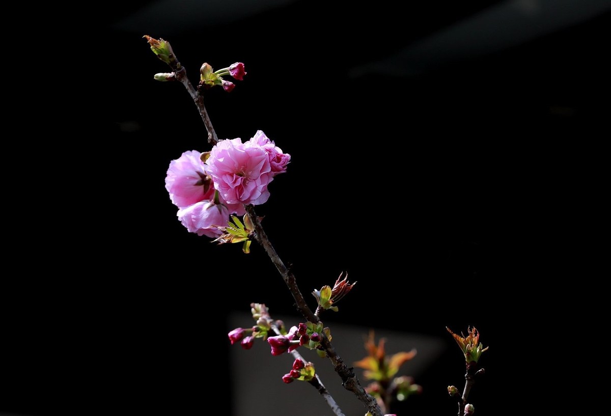 晚樱