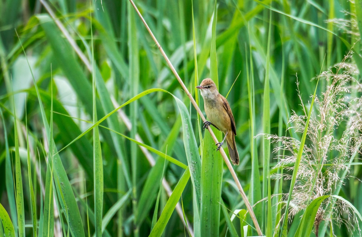 爱唱歌的大苇莺（一）