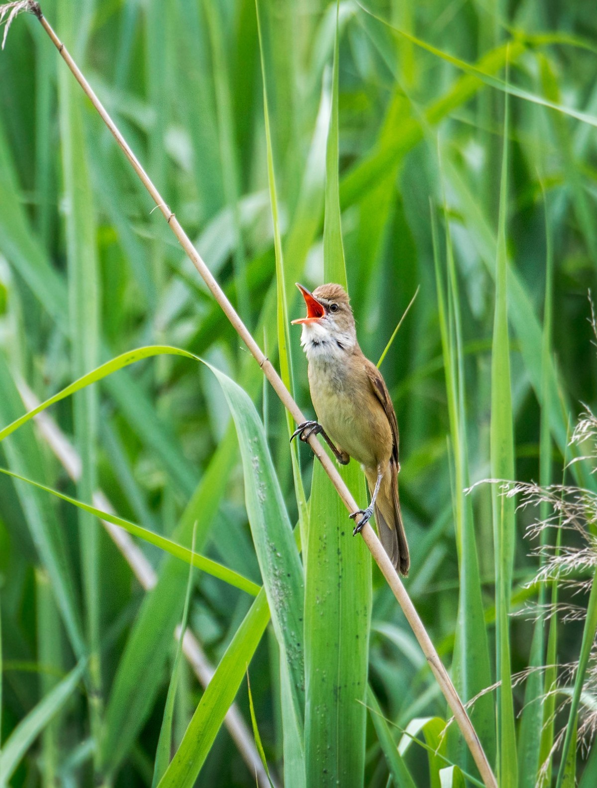 爱唱歌的大苇莺（一）