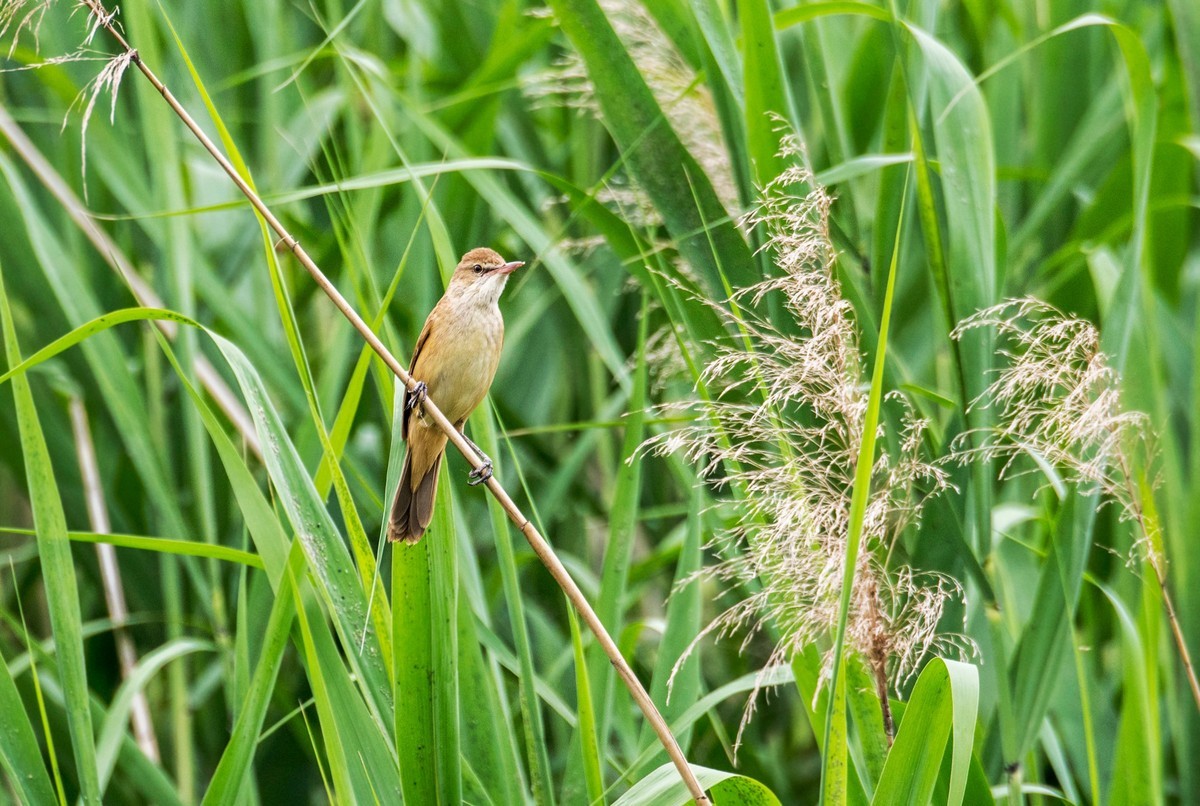 爱唱歌的大苇莺（一）