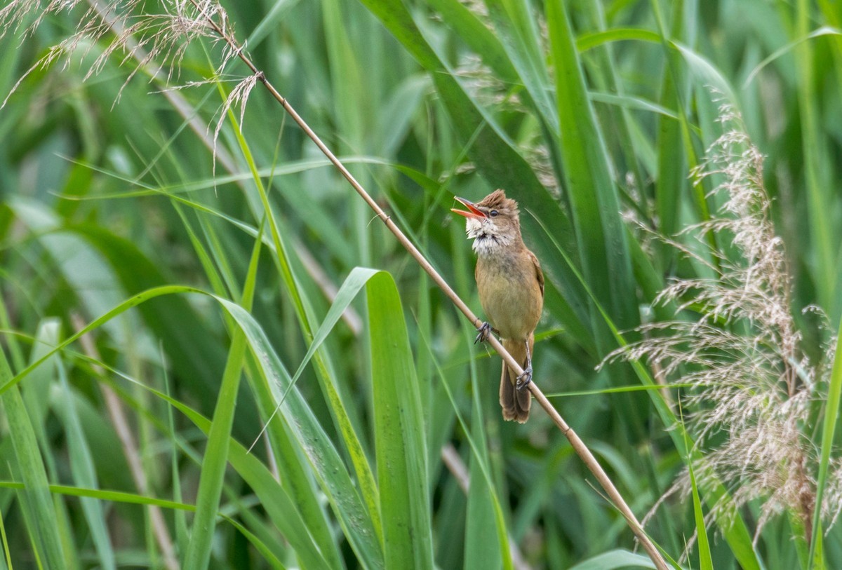 爱唱歌的大苇莺（一）