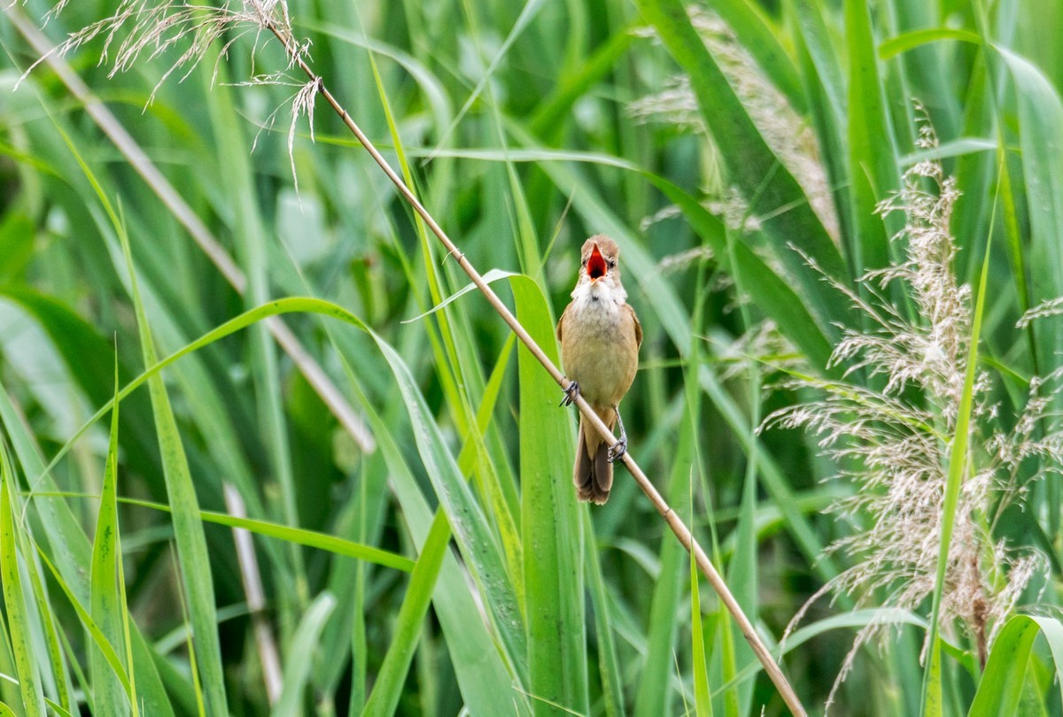爱唱歌的大苇莺（一）