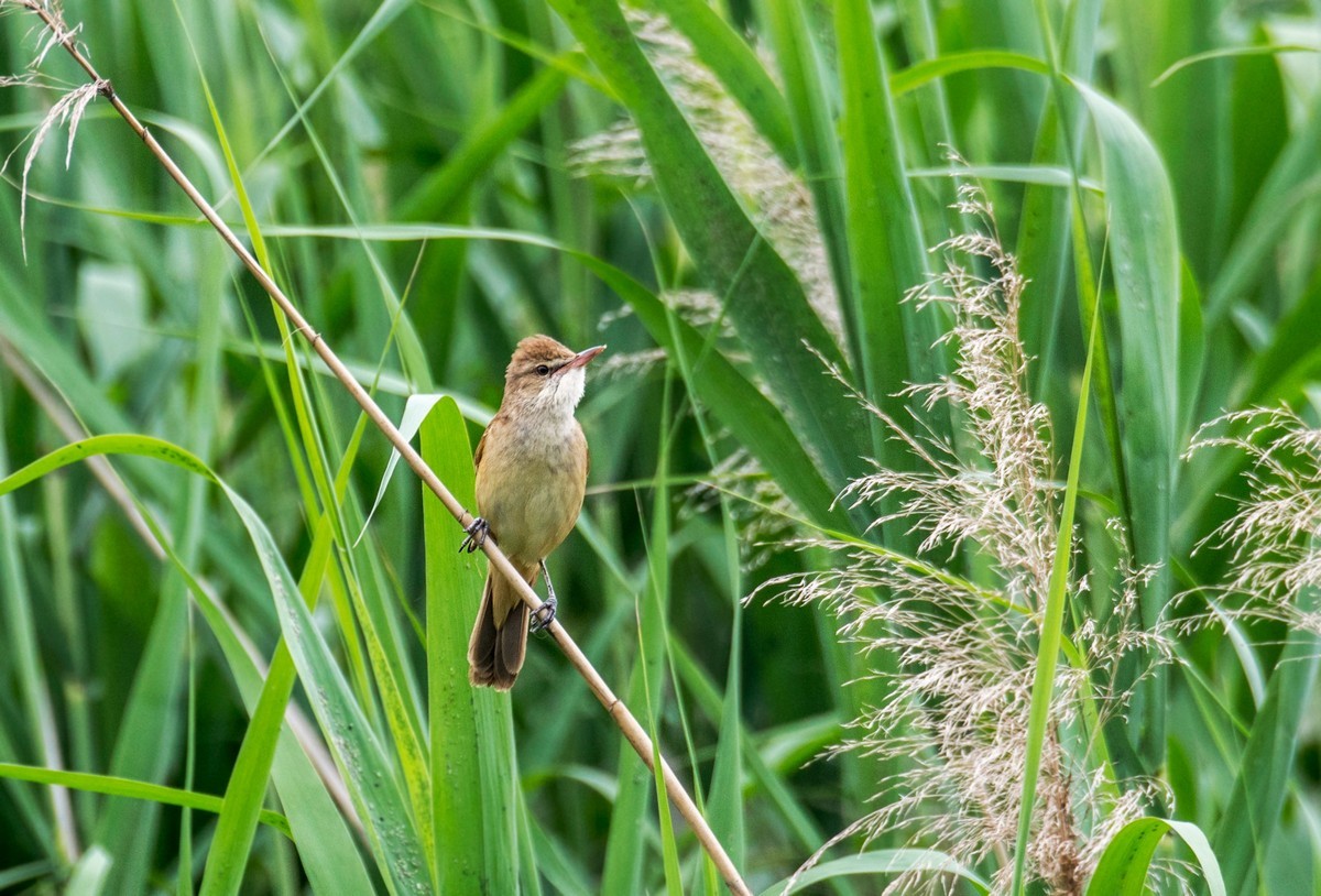 爱唱歌的大苇莺（一）