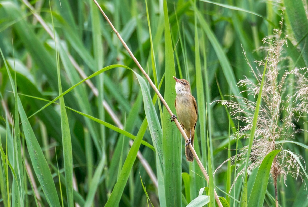爱唱歌的大苇莺（一）