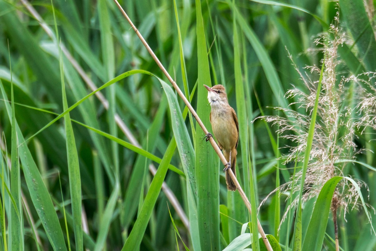 爱唱歌的大苇莺（一）