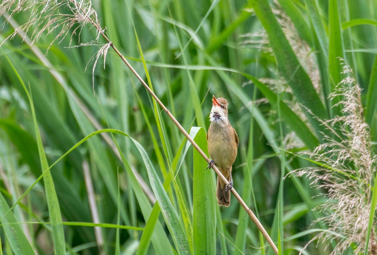 爱唱歌的大苇莺（一）