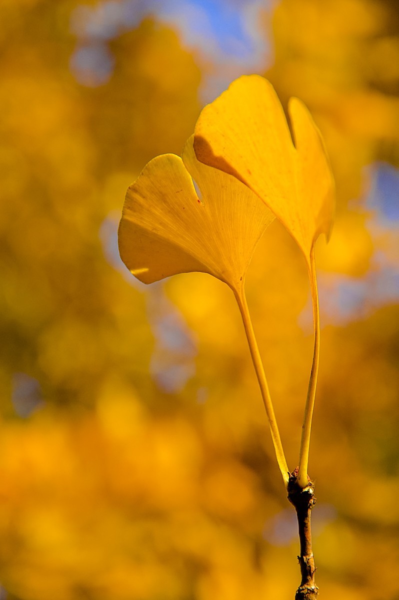 北京公园随拍-0925-5