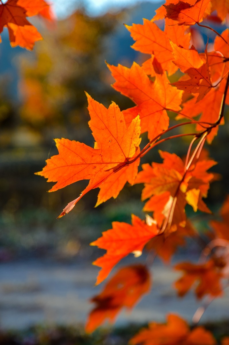 北京公园随拍-0925-5