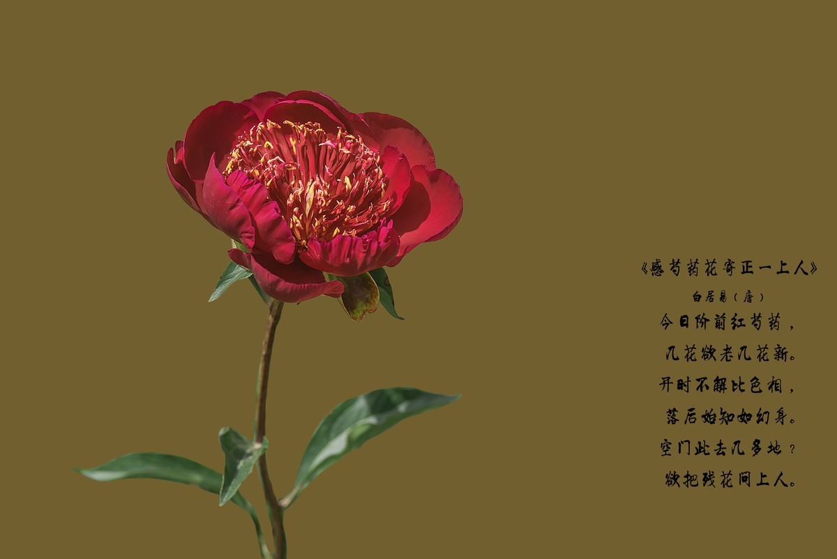 春花杂拍  之 《芍    药》（2）