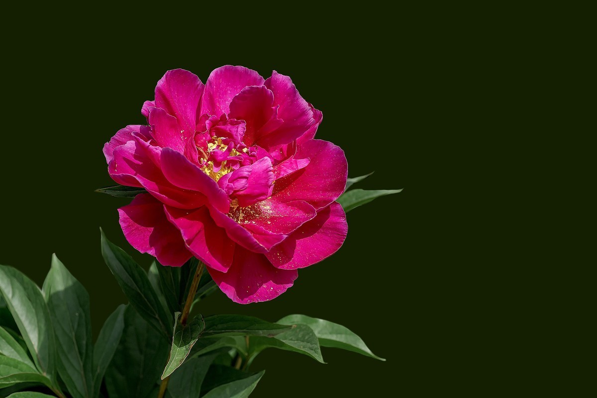 春花杂拍  之 《芍    药》（2）