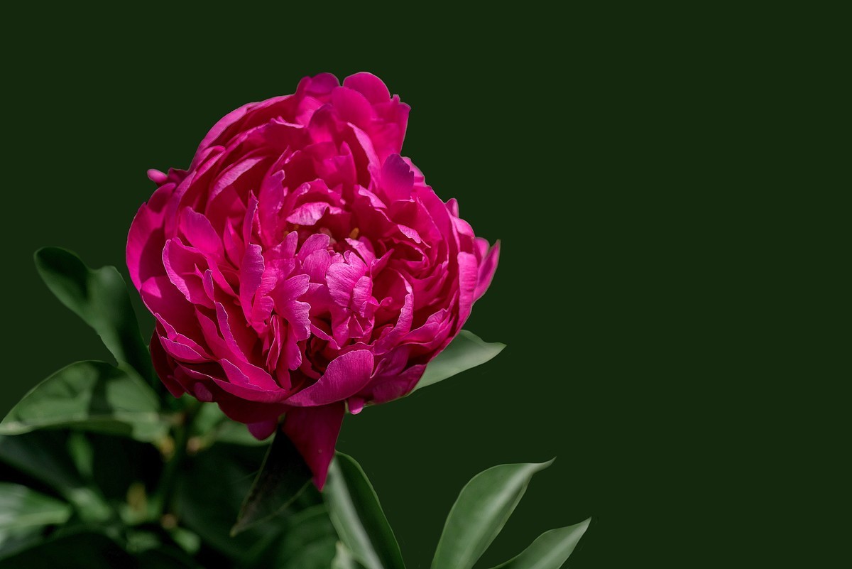 春花杂拍  之 《芍    药》（2）