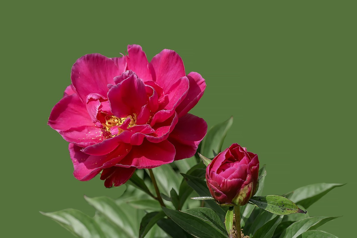 春花杂拍  之 《芍    药》（2）