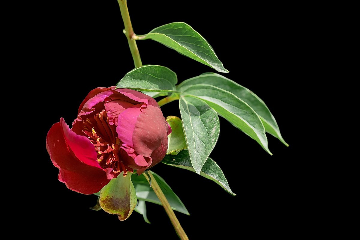 春花杂拍  之 《芍    药》（2）