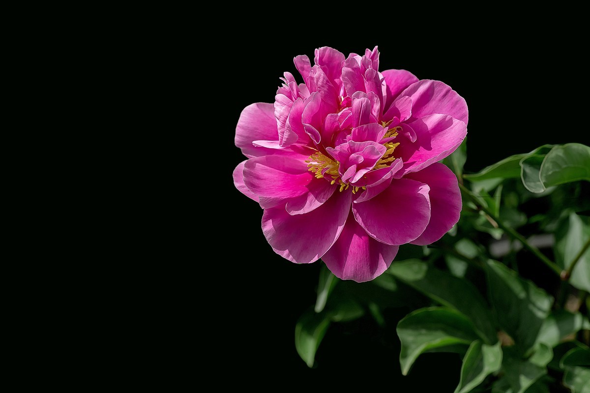 春花杂拍  之 《芍    药》（2）