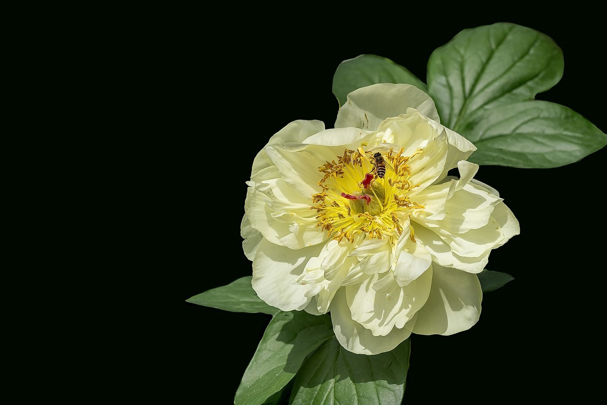 春花杂拍  之 《芍    药》（2）