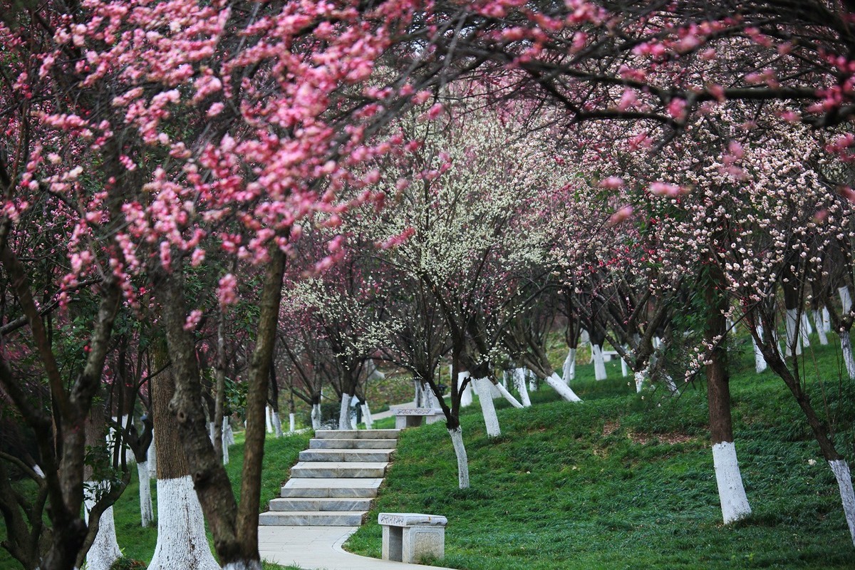 梅花--园林篇-中关村在线摄影论坛