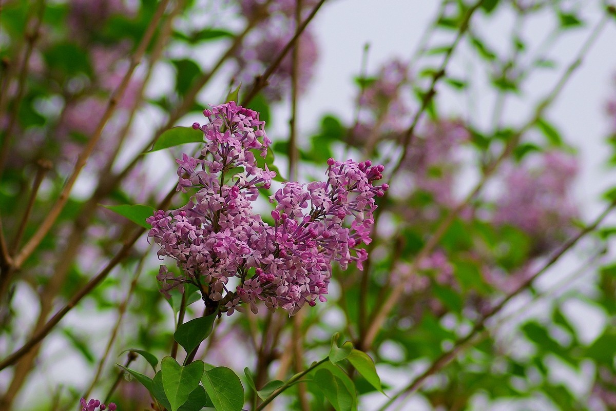 丁香花，百字千字萬字头