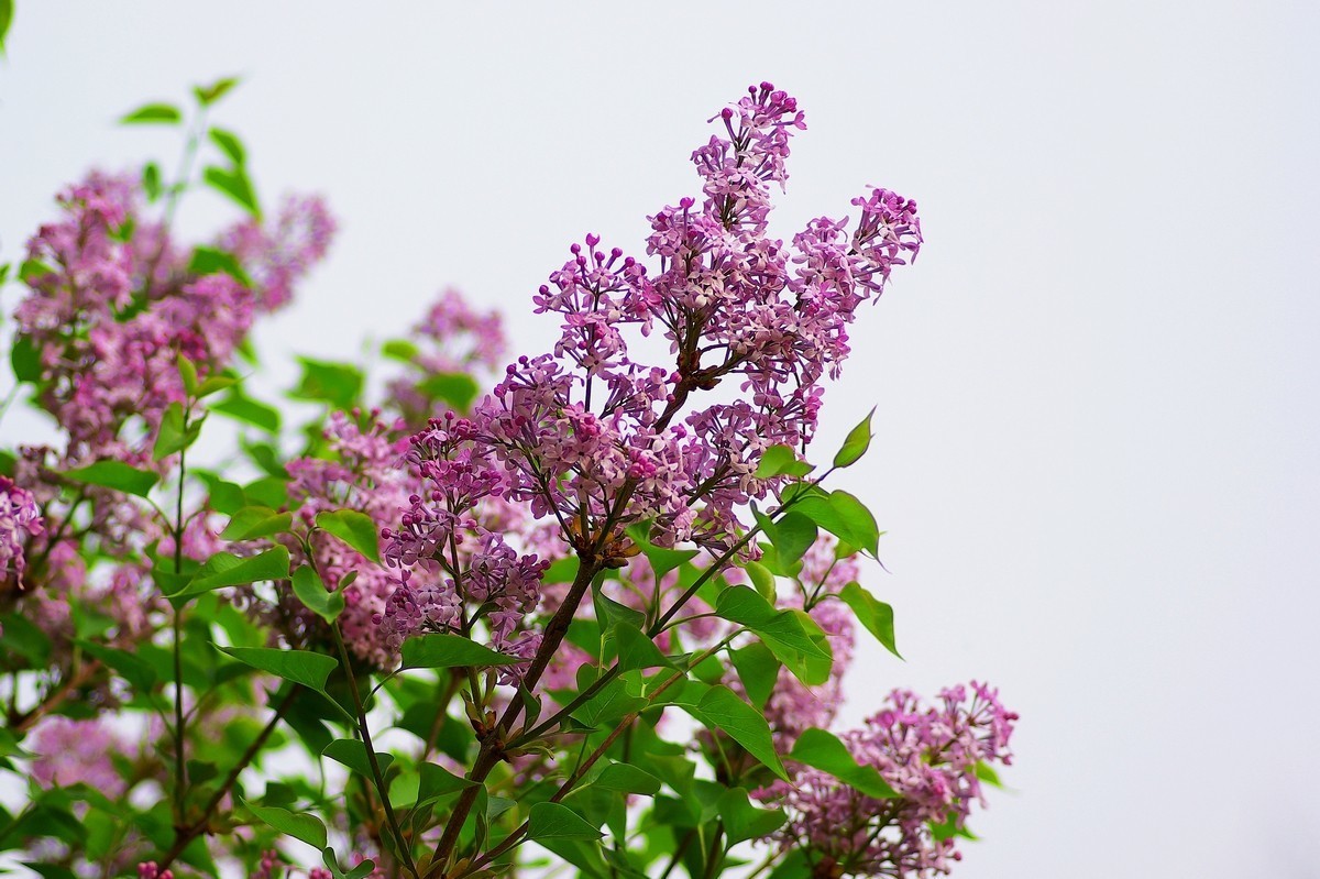 丁香花，百字千字萬字头