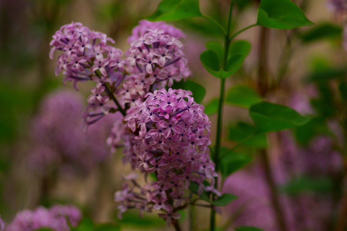 丁香花，百字千字萬字头