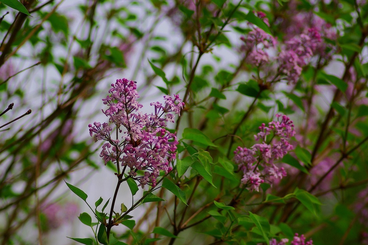 丁香花，百字千字萬字头