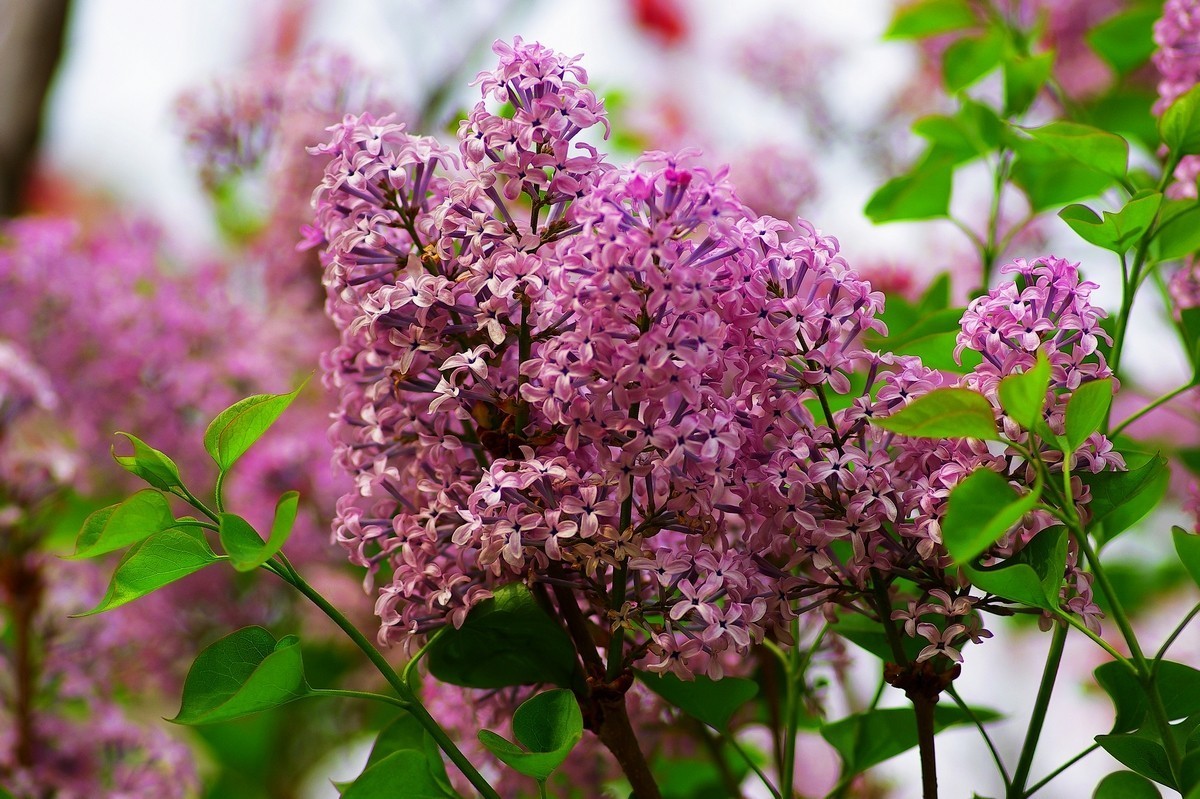 丁香花，百字千字萬字头