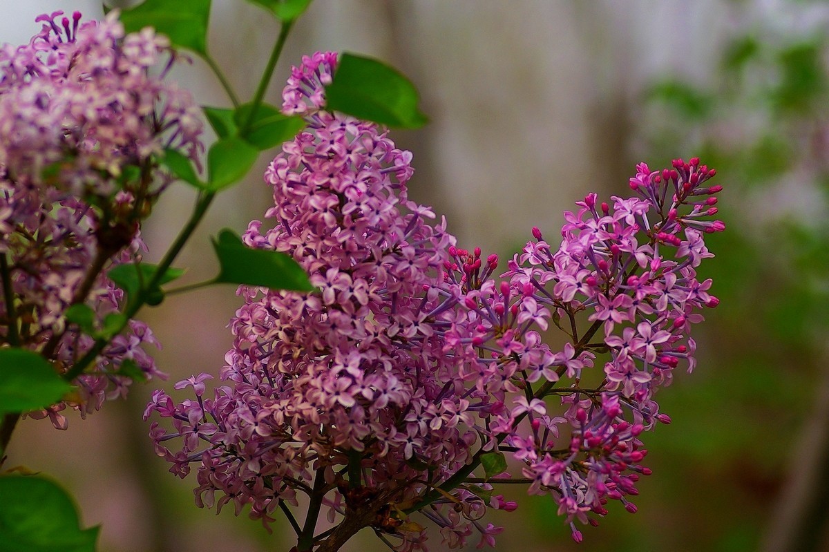 丁香花，百字千字萬字头