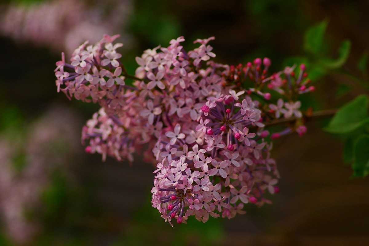 丁香花，百字千字萬字头