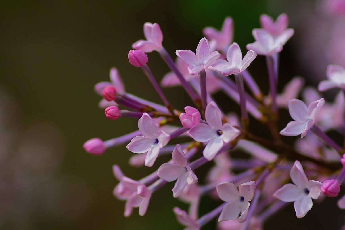 丁香花，百字千字萬字头